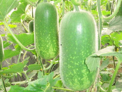 网红周丽珊吃瓜图片,瓜界新宠儿  第1张